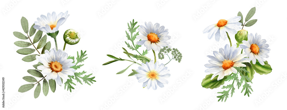 A bouquet of chamomile daisy flowers. Wildflowers for wedding invitations and greeting cards. Watercolor illustration. Realistic flower botany