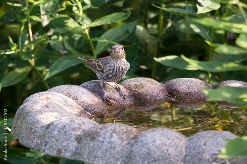 Female house finch perched at the side of a stone fountain with traces of the red berries she just ate on her face