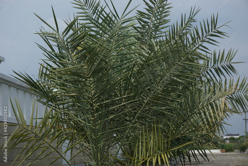 Naklejka premium Palm tree with a natural background