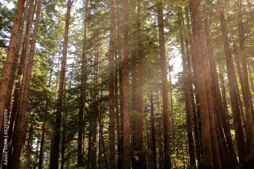 Green redwoods in northern california