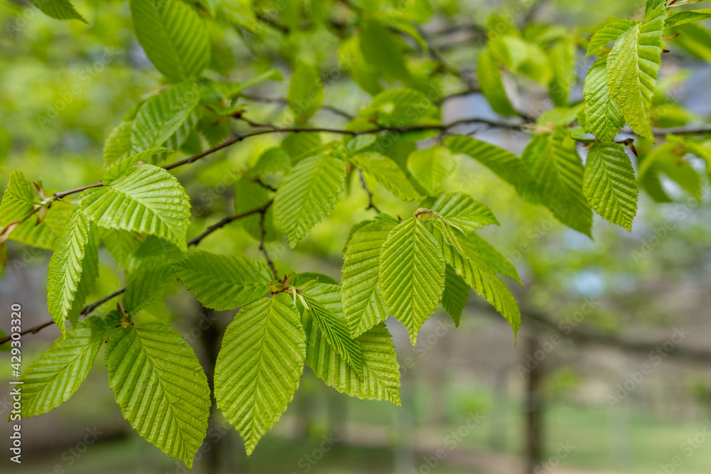 Fresh young beech leaf with vibrant green color in the spring. Detailed view on a beech leaf with typical texture. Fresh young beech leaf with vibrant green color in the spring. Detailed view on a beech leaf with typical texture.