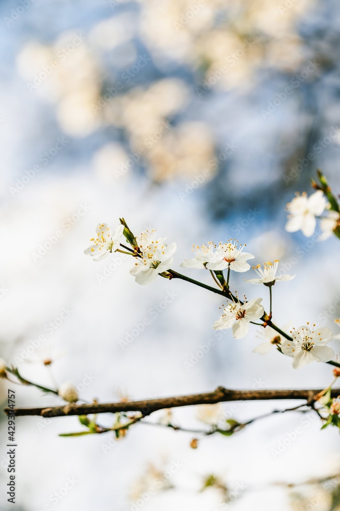 Spring flowering branch, cool colors, vertical photo