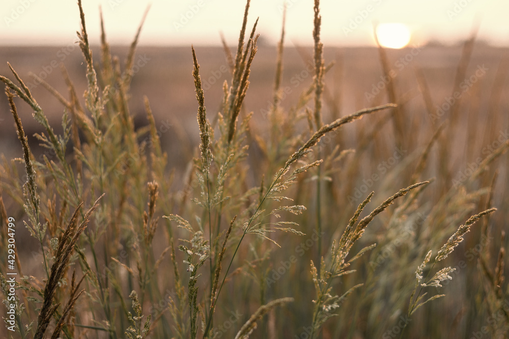 Obraz premium Sunset in the field. Pampas grass at sunset scene. View of grass against dusty sky. Sunset grass silhouette. Golden reed grass. Natural background.