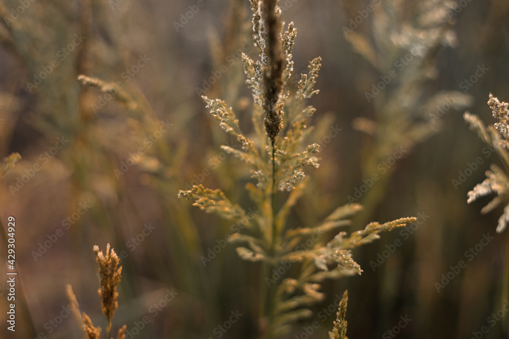 Naklejka premium Sunset in the field. Pampas grass at sunset scene. View of grass against dusty sky. Sunset grass silhouette. Golden reed grass. Natural background.