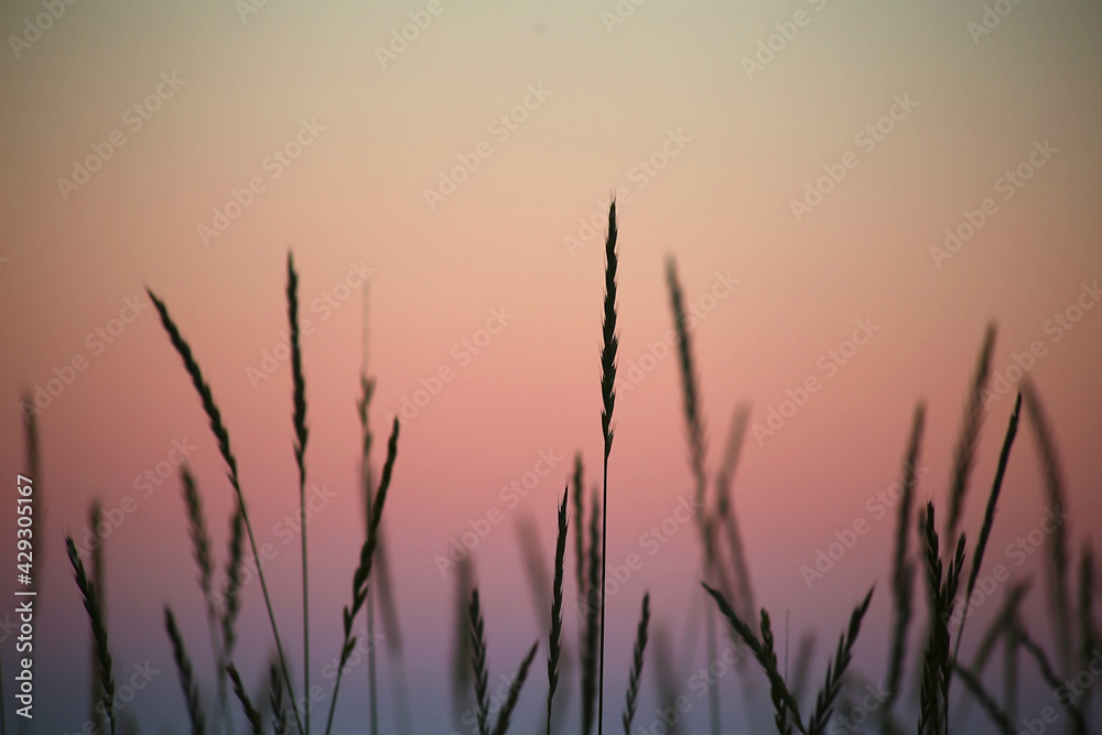 Close up view of wheatgrass at dusk with purple pink glow sky background relax soft focus