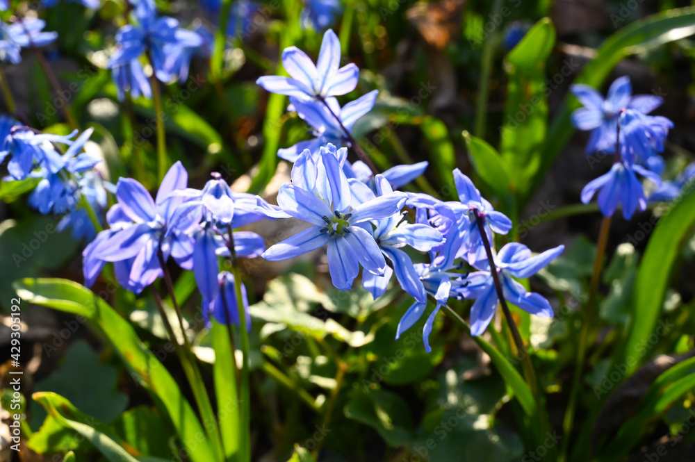 Close up of a purple scilla flowers in spring.