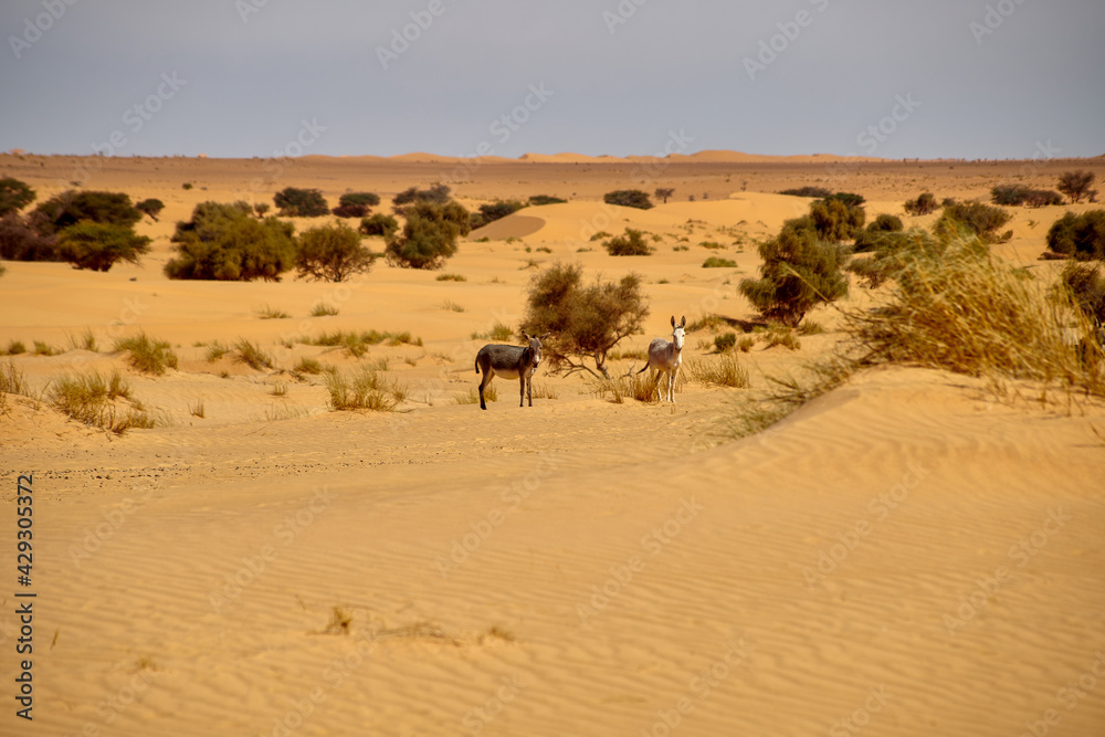 Two Donkeys in the Sahara desert