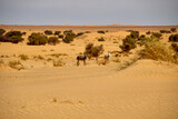 Two Donkeys in the Sahara desert