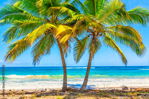 Vacation travel background. Palm trees on the wild tropical beach in Dominican Republic. © Nikolay N. Antonov