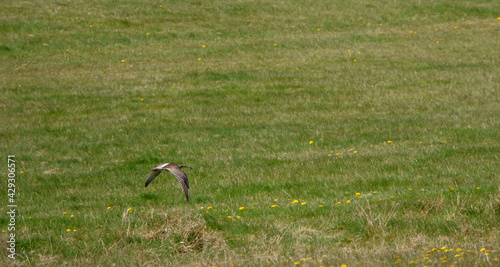 a spring curlew in low level flight over meadow on Salisbury Plain military exercise grounds Wiltshire   © Martin