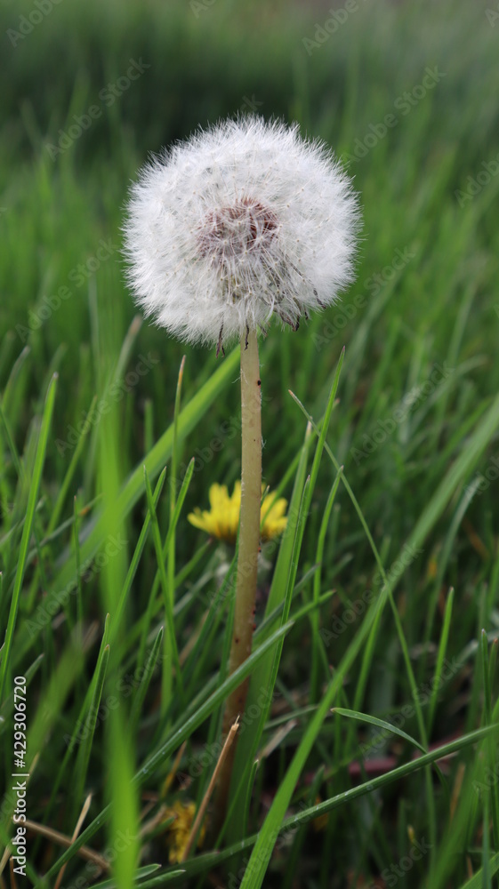 dandelion on green grass dandelion on green grass