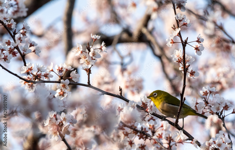 White eyes bird is tweeting on cherry blossom. White eyes bird is tweeting on cherry blossom.