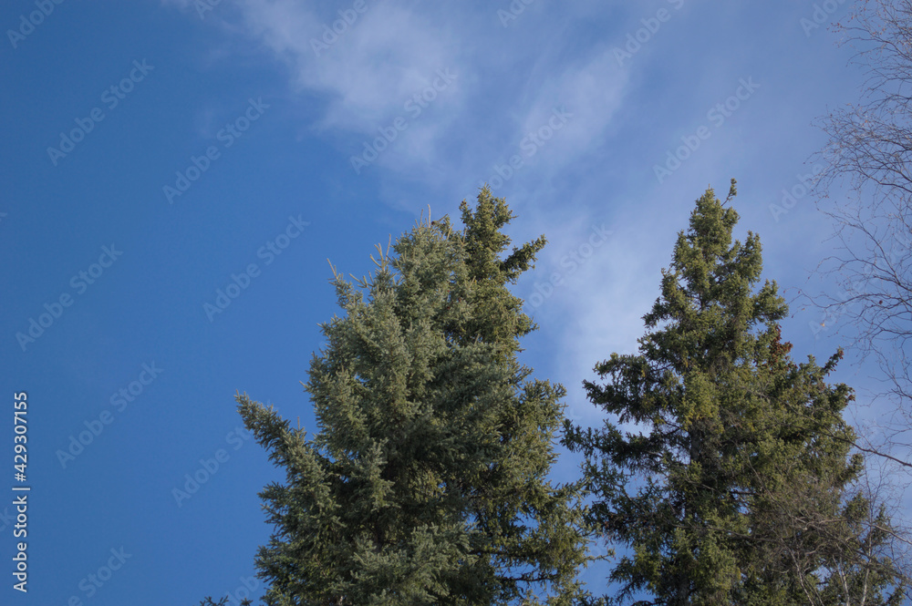 pine tree against sky