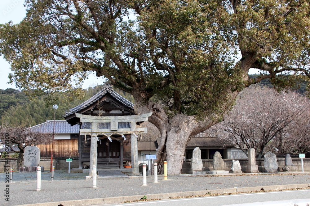 古賀市の須賀神社の大楠