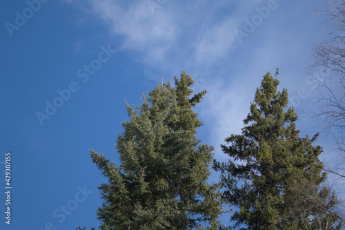 pine tree against sky
