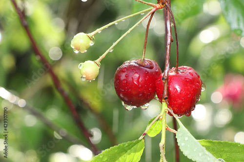 Ripe juicy cherries in the garden after the rain. Water drops on berries sparkle in the sun, blurred natural bokeh, natural summer background, selective focus. Harvesting, natural food concept