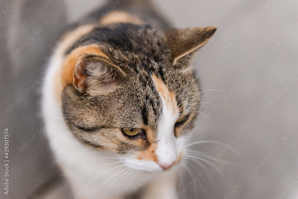 Street cat. The cat looks down. Close-up of the cat's head. Street cat. The cat looks down. Close-up of the cat's head.