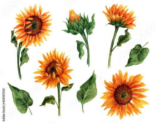 Watercolor clip art with sunflowers © a_ptichkina