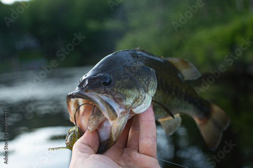 Holding nice summer catch, bass fishing in fresh water lake