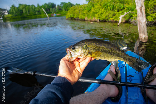 Fototapeta Naklejka Na Ścianę i Meble -  Holding nice summer catch, bass fishing in fresh water lake