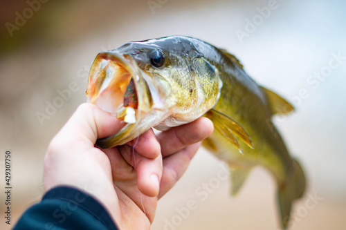 Holding nice summer catch, bass fishing in fresh water lake