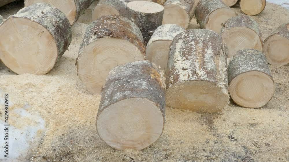 The closer look of the cut logs from the spruce tree inside the factory