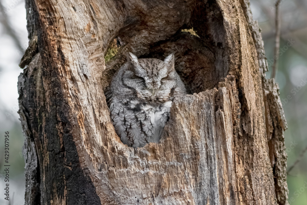 Eastern screech owl nesting in a dead tree in the woods. 2020 - Ottawa, Ontario, Canada Eastern screech owl nesting in a dead tree in the woods. 2020 - Ottawa, Ontario, Canada