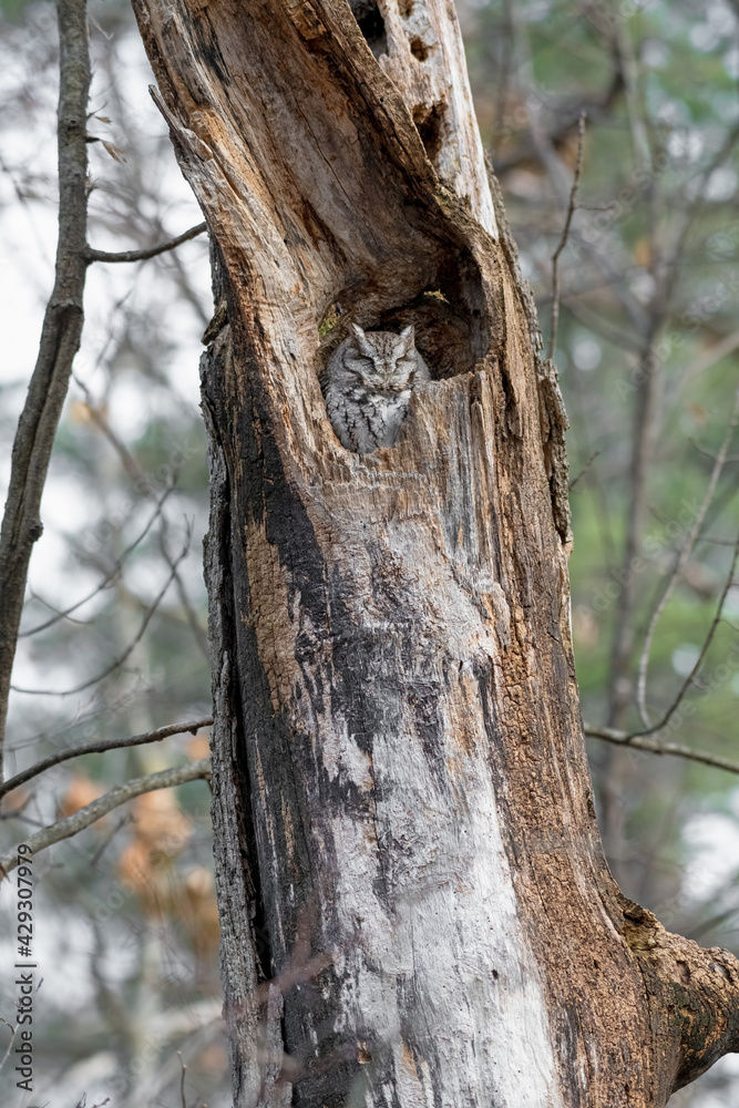 Eastern screech owl nesting in a dead tree in the woods. 2020 - Ottawa, Ontario, Canada Eastern screech owl nesting in a dead tree in the woods. 2020 - Ottawa, Ontario, Canada