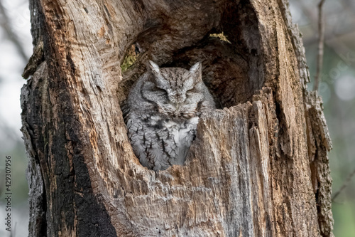 Eastern screech owl nesting in a dead tree in the woods. 2020 - Ottawa, Ontario, Canada