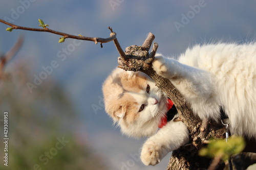 Fototapeta Naklejka Na Ścianę i Meble -  木登り猫　自由気ままに。