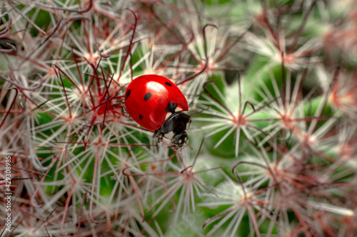 Extreme macro shots, Beautiful ladybug on flower leaf defocused background. © blackdiamond67