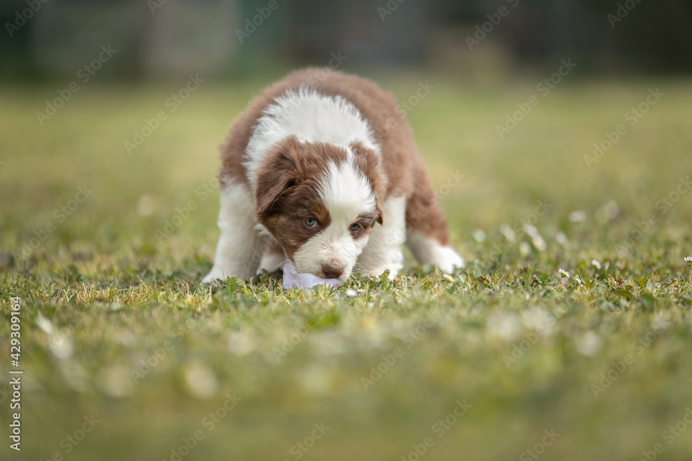 Australian shepherd puppy in the grass