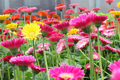 Foto Closeup of multiple colorful gerbera plants flowering