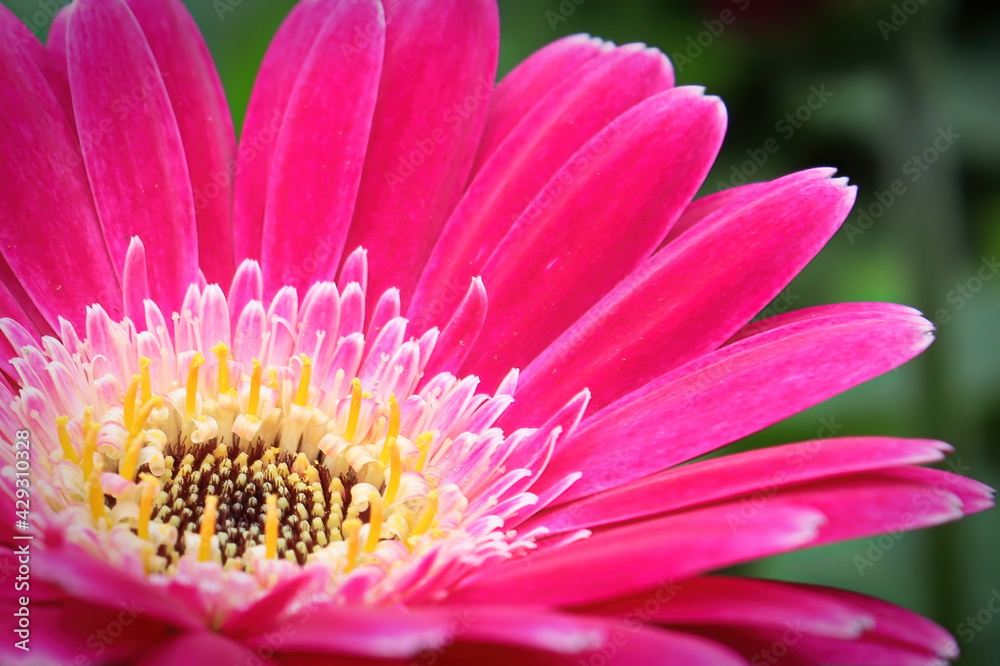 Macro of a pink gerbera at the lower left hand corner Macro of a pink gerbera at the lower left hand corner