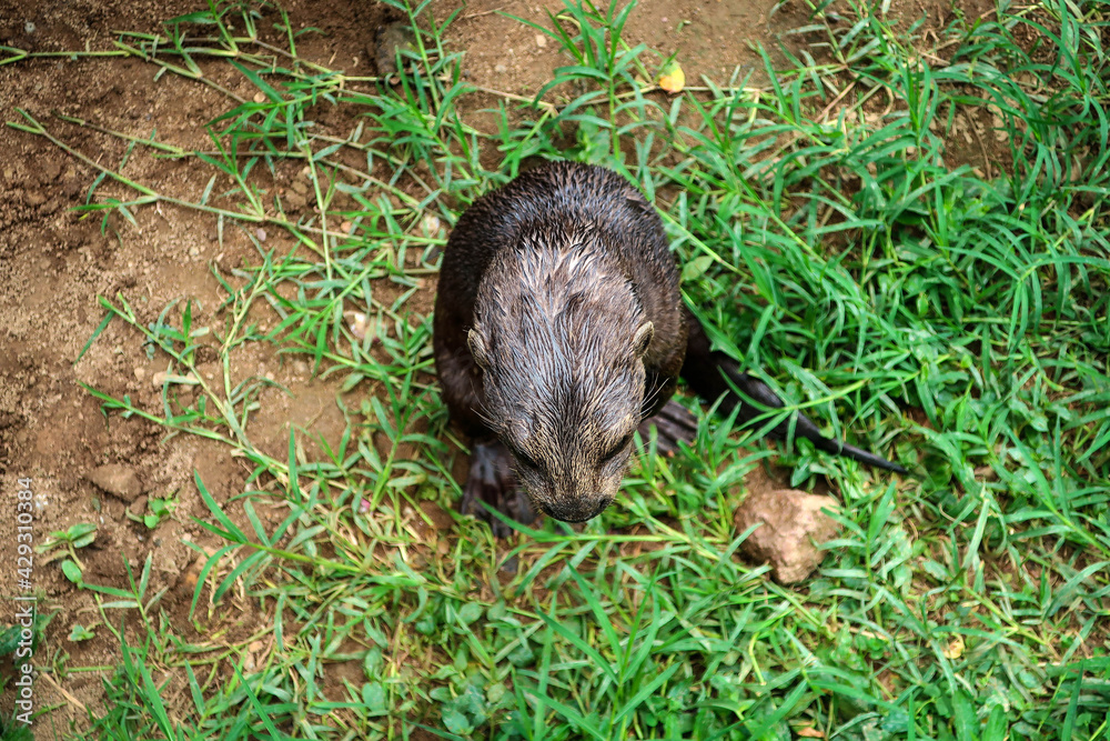 Cute otter general view, Uganda Cute otter general view, Uganda