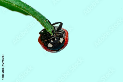 Extreme macro shots, Beautiful ladybug on flower leaf defocused background.