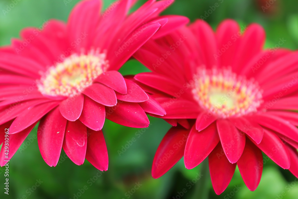 Two pink gerberas close to each other
