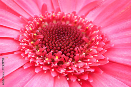 Macro of a pink gerbera at the center of the photo