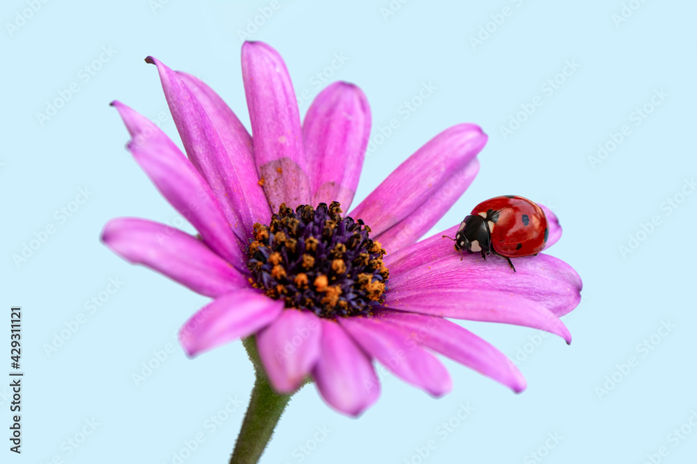 Extreme macro shots, Beautiful ladybug on flower leaf defocused background. Extreme macro shots, Beautiful ladybug on flower leaf defocused background.