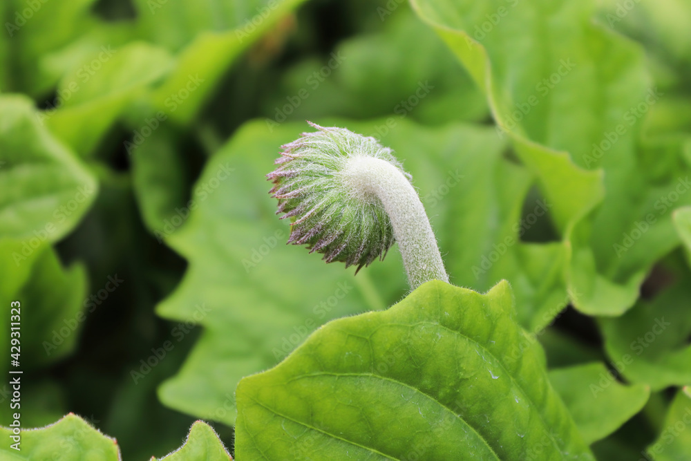 Back view of the hairy gerbera bud Back view of the hairy gerbera bud