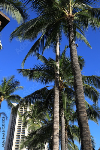Luxury Hotels and Palm Trees at Waikiki Beach, Hawaii 