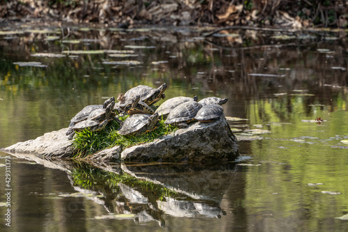 Group of Turtles on Rock © Lee