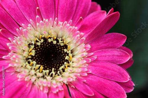 Macro of a pink Gerbera Daisy Flower center