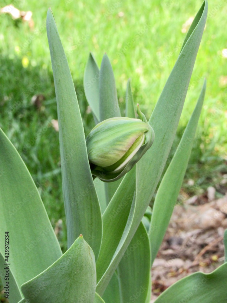 Obraz premium Tulip bud 
