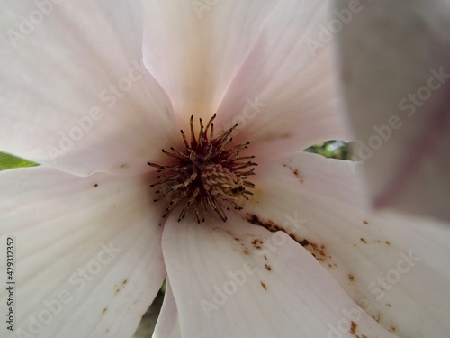 close up of a magnolia flower 