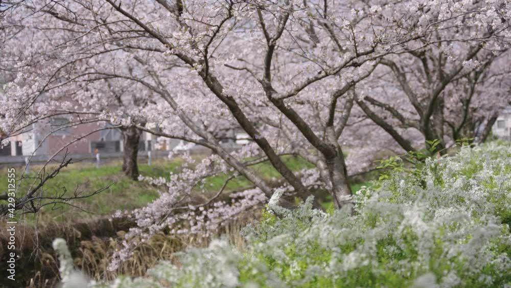 Sakura Blooming over Japan in Spring, Warm Breeze Blowing Through the Flowers Sakura Blooming over Japan in Spring, Warm Breeze Blowing Through the Flowers