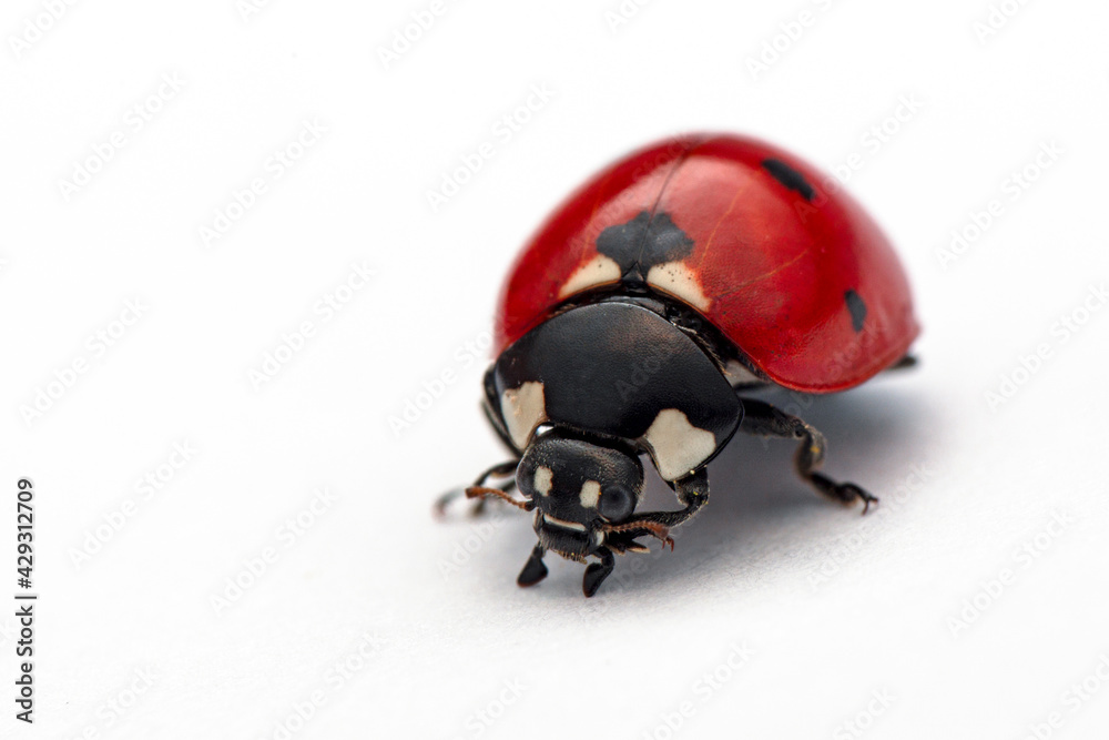 Naklejka premium Extreme macro shots, Beautiful ladybug . isolated on a white background.
