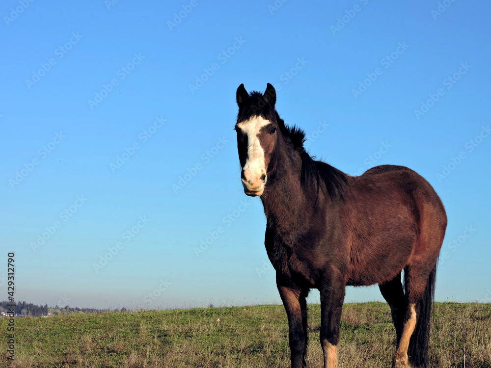 horse in the field horse in the field