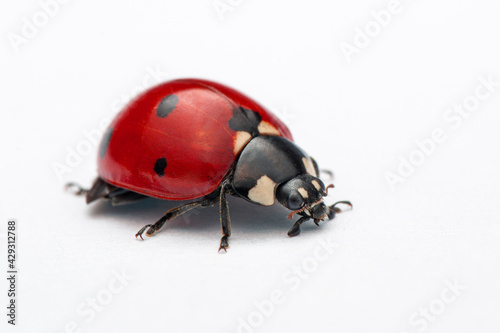 Extreme macro  shots, Beautiful ladybug . isolated on a white background. © blackdiamond67