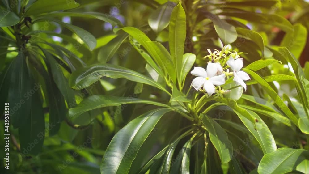 Cluster of White Flowers on a Beach Plant in Hikkaduwa Cluster of White Flowers on a Beach Plant in Hikkaduwa